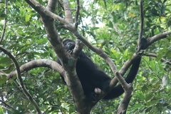 Alouatta pigra