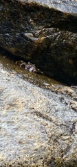 Grapsus