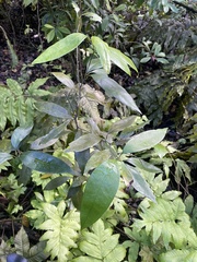 Nectandra coriacea