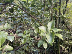 Coccoloba diversifolia