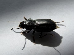 Anisodactylus binotatus