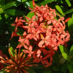 Ixora coccinea