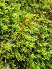 Amblystegium serpens