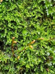 Amblystegium serpens