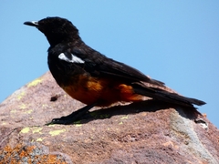 Thamnolaea cinnamomeiventris