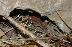 Podarcis muralis
