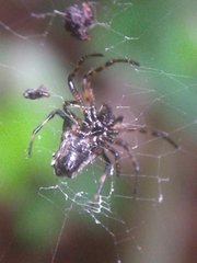 Verrucosa scapofracta