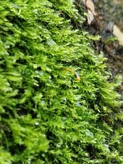 Amblystegium serpens