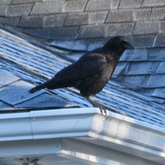 Corvus brachyrhynchos