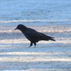 Corvus brachyrhynchos