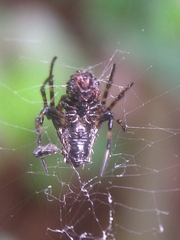 Verrucosa scapofracta