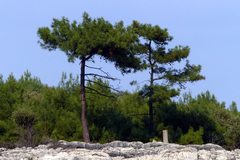 Pinus brutia