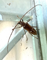 Pantomallus fuligineus