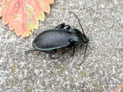 Carabus hortensis
