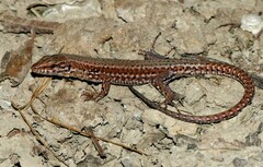 Podarcis muralis