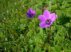 Anemone coronaria