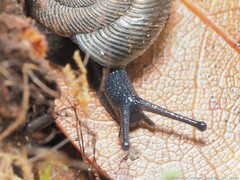 Triodopsis hopetonensis