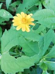 Melampodium divaricatum