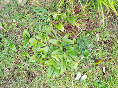 Himantoglossum hircinum