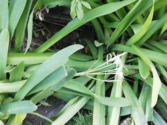 Hymenocallis littoralis