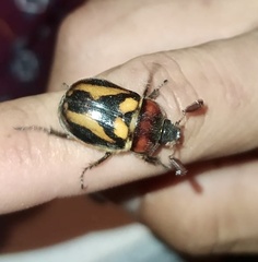 Oryctomorphus bimaculatus