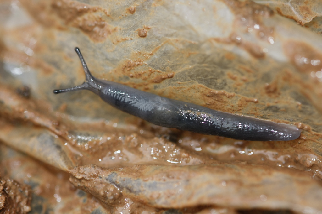 Deroceras keaense