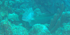 Gymnothorax funebris