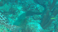 Gymnothorax funebris