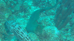 Gymnothorax funebris