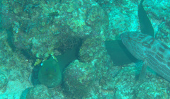 Gymnothorax funebris