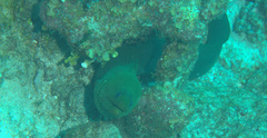 Gymnothorax funebris