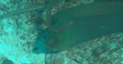 Gymnothorax funebris