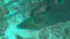 Gymnothorax funebris