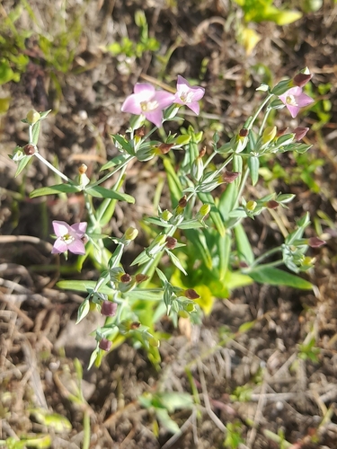 Schultesia lisianthoides image