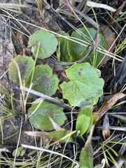 Centella erecta