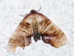 Plagodis dolabraria