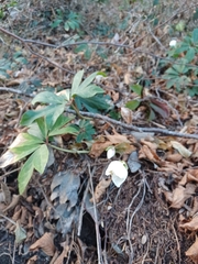 Helleborus niger