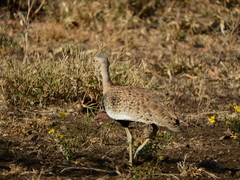 Eupodotis ruficrista