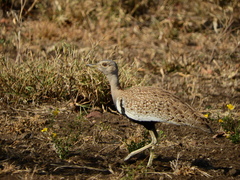Eupodotis ruficrista