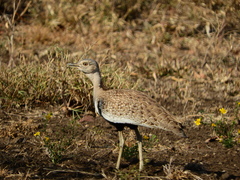 Eupodotis ruficrista