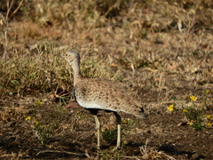 Eupodotis ruficrista