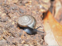 Triodopsis hopetonensis