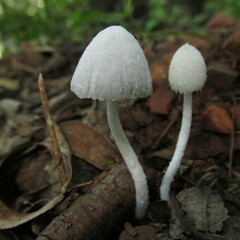 Coprinopsis marcescibilis