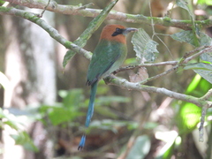 Electron platyrhynchum