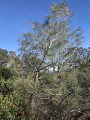 Pinus sabiniana
