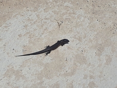 Egernia kingii