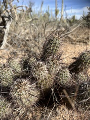 Echinocereus engelmannii fasciculatus