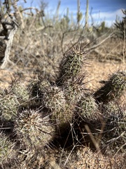 Echinocereus engelmannii fasciculatus