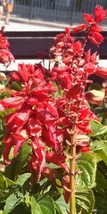 Salvia splendens