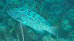 Mycteroperca bonaci